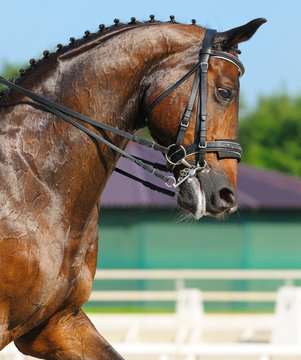 Dressage: portrait of bay horse