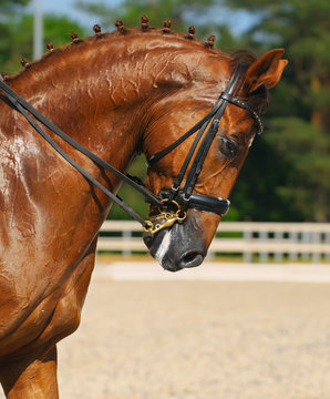 Equestrian sport - portrait of dressage horse