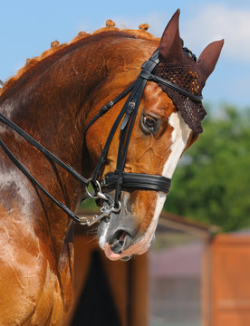 Equestrian sport - portrait of dressage horse