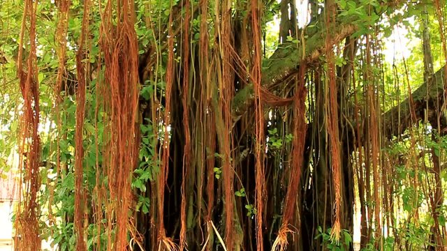 seychelles denis island jungla liane