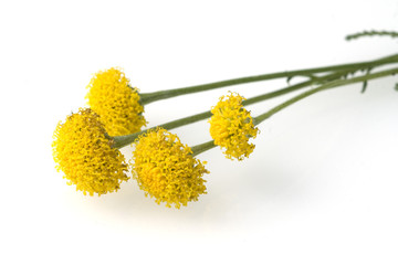 Heiligenkrautstauss  Heiligenkraut  Santolina chamaecyparissus © Ruckszio