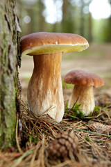 Boletus mushroom in the forest with sun light
