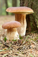 boletus mushroom in the moss