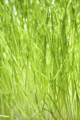 Fototapeta na wymiar Wet Green Blades of Grass Close Up with Droplets