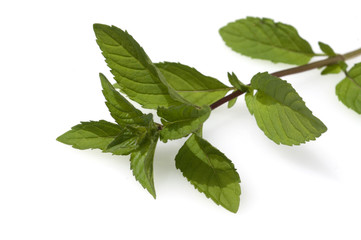 Pfefferminze  Mentha x piperita © Ruckszio