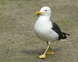 Lesser Black-backed Gull