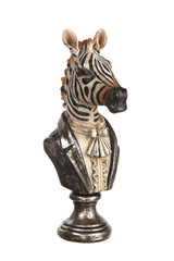 bust of well dressed zebra isolated on white