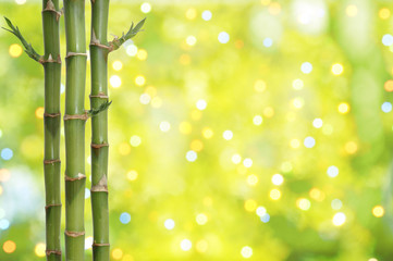 Fototapeta na wymiar Lucky bamboo background