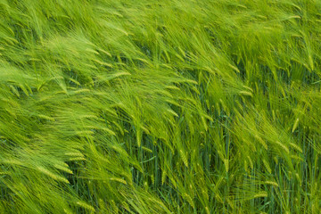 Barley field in summer day