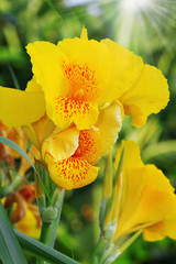 Fototapeta premium Canna Flower Petals