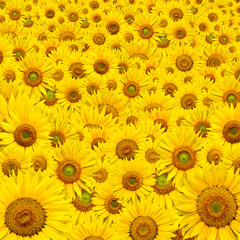 Fototapeta na wymiar sunflower background