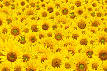 sunflower background