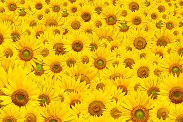 Rolgordijnen sunflower background © kubais