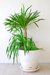 A potted palm tree against a white wall