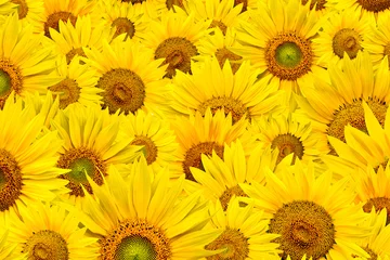 Tuinposter sunflower background © kubais