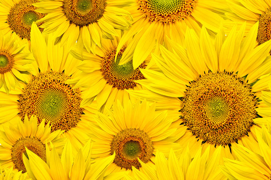 Fototapeta background made of close-up of sunflower heads, shot from top