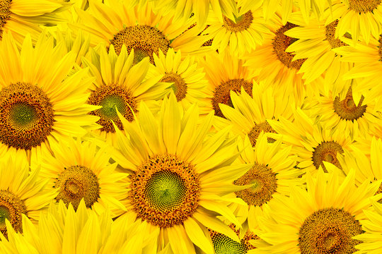 Fototapeta sunflower background