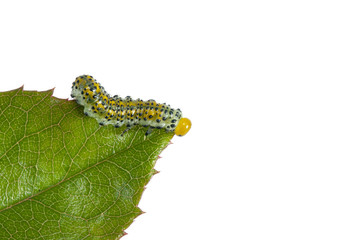 Butterfly larva