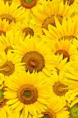 background made of close-up of sunflower heads, shot from top