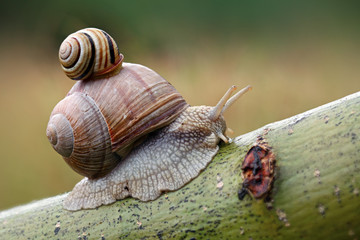 Two snails on leaf. (Helix pomatia and Cepaea vindobonensis)