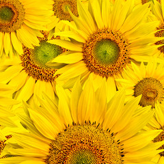 Naklejka premium sunflower background