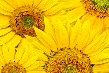 Naklejka premium sunflower background