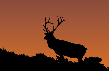 Deer at sunset