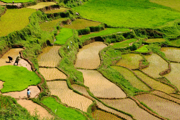 Indonesia, Sulawesi, Tana Toraja, Rice terraces © Rafal Cichawa