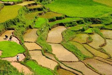 Fototapete Rund Indonesia, Sulawesi, Tana Toraja, Rice terraces © Rafal Cichawa