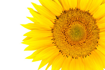 Fototapeta premium sunflower