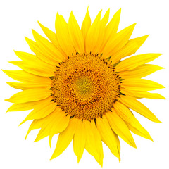 Fototapeta premium sunflower