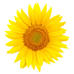 Naklejka premium sunflower