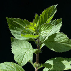 Zitronenminze  Mentha gentilis © Ruckszio