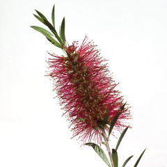 Zylinderputzer, Callistemom citrinus