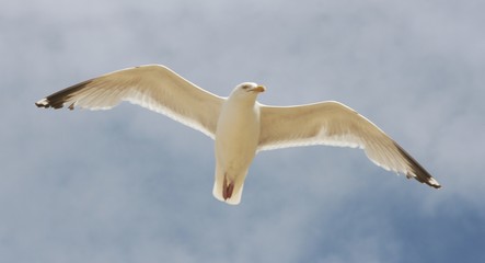 Close-up of a flying gull, with blue sky background
