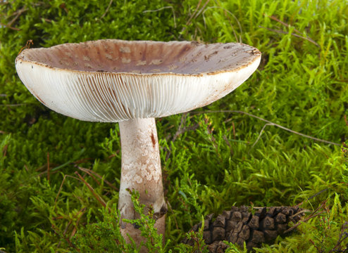 Amanita Rubescens