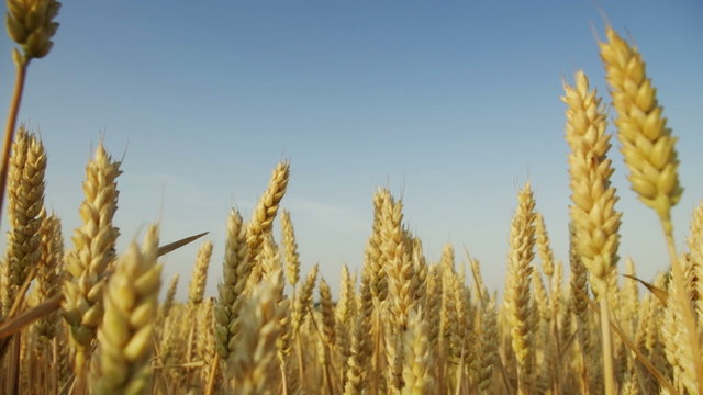 grain from farm field on clear blue sky