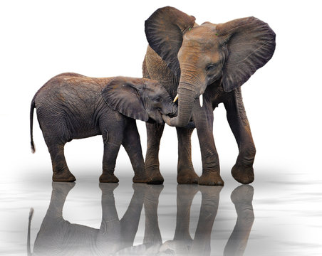 Fototapeta Elefant Bimbo