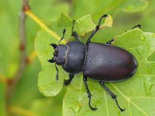 Stag beetle male, Dorcus parallelipipedus