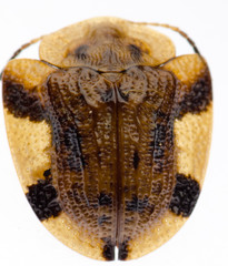 insect tortoise beetle