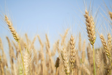 in a wheat field
