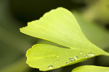 Ginko biloba