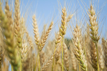 in a wheat field