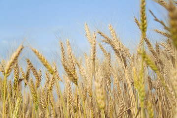in a wheat field