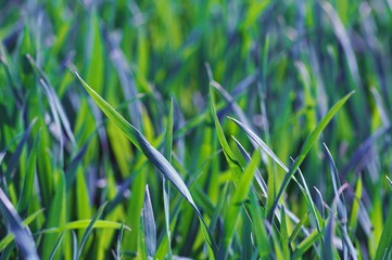 Young wheat leaves