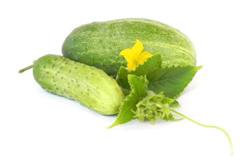 Ripe cucumbers.