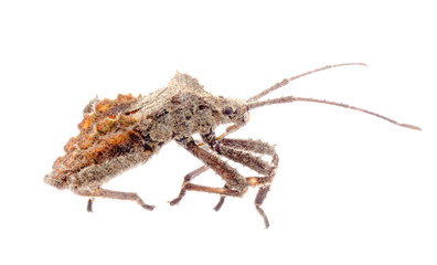 insect stink bug isolated
