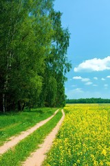 Beautiful summer landscape. Road in field and wood