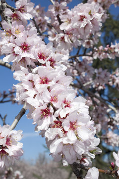 Flor de cerezo