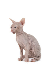 Don Sphynx Kitten 18038